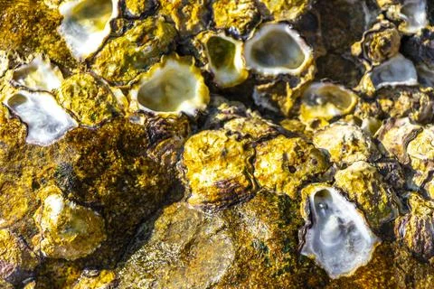 Fossilized sea creatures shells mussels on rocks sea beach texture pattern. Stockfoto's