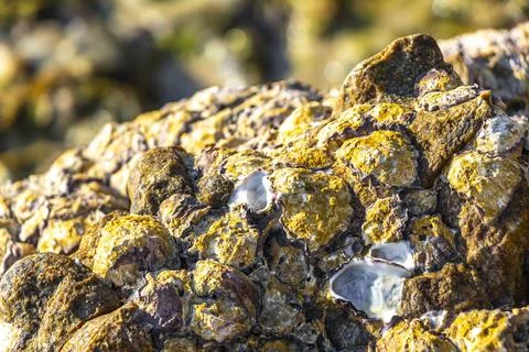 Fossilized sea creatures shells mussels on rocks sea beach texture pattern. 写真素材
