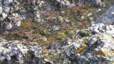 Fossilized sea creatures shells on rocks by the sea beach. Stock Footage 325924058