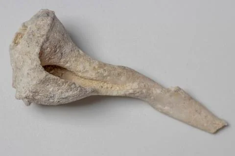 Fossilized sea shell piece Stock Photos