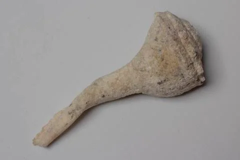 Fossilized sea shell piece Foto stock