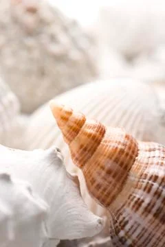 Fossilized seashell background Stock Photos