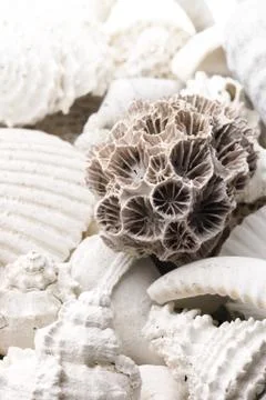 Fossilized seashell background Stock Photos