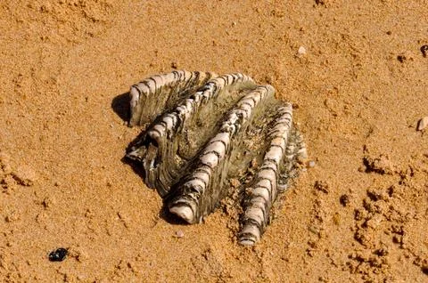Fossilized seashell embedded in coastal rock, texture of ancient fossil on the s Stock Photos