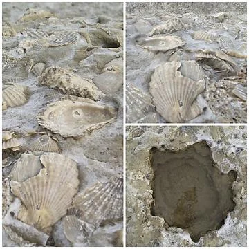 Fossilized seashell forming the part of ground photo collage set Stock Photos