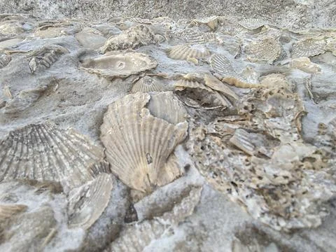 Fossilized seashell ground, puerto piramides beach, puerto madryn, argentina Foto stock