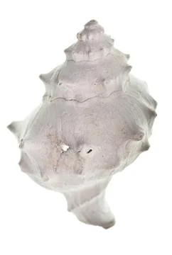 Fossilized seashell isolated on white background Stock Photos