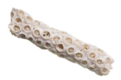 Fossilized seashell isolated on white background Stock Photos