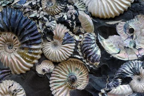 Fossilized seashells in a black stone Stock Photos