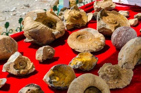 Fossilized seashells on a red background Stock Photos