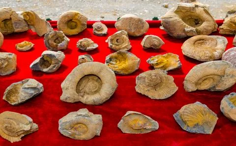Fossilized seashells on a red background Stock Photos