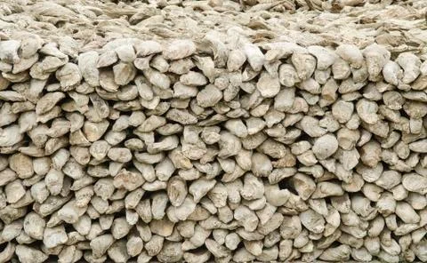 Fossilized seashells stone Stock Photos