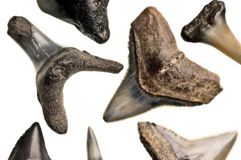 Fossilized shark teeth isolated on white Stock Photos