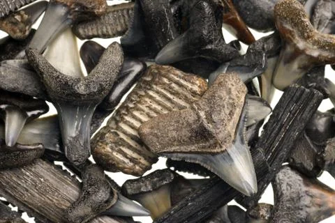 Fossilized shark teeth isolated on white Stock Photos