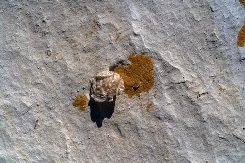 Fossilized Shell and Sand on Limestone, Egypt Stock Photos