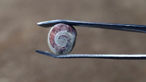The fossilized shell of a mollusk, presumably replaced by granite, is shown from Stock Footage 149218882