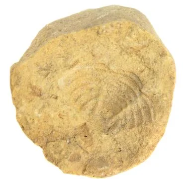 Fossilized shell Stock Photos