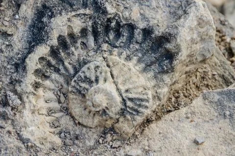 Fossilized shell of prehistoric times in building block of Portuguese fort Stock Photos