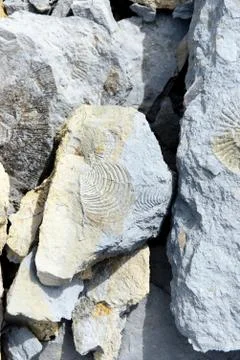 Fossilized shell on rock Stock Photos