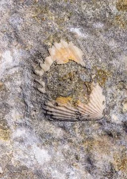 Fossilized shell on the rocky coast Stock Photos