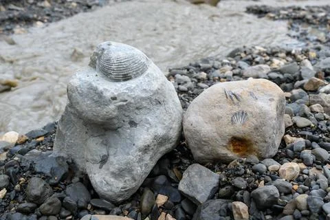 Fossilized Shells Embedded in Rocks by a Stream Stock Photos