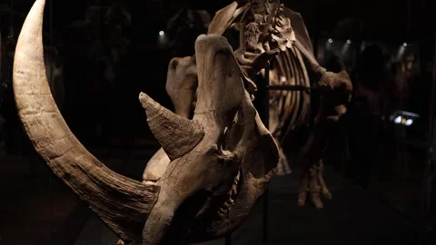 Fossilized skeleton of an ancient rhinoceros with massive horns, showcasing the  Stock Footage 289636820