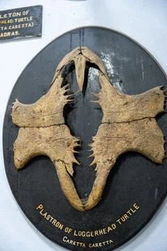 A fossilized skull of a turtle. in Chennai Fotos Stock