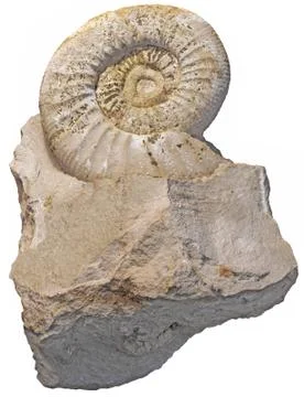 Fossilized snail Stock Photos