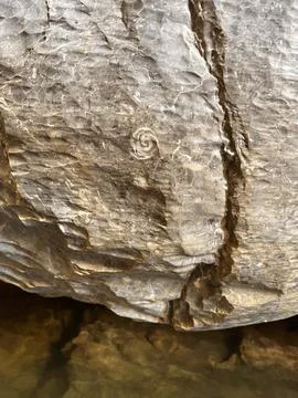 Fossilized snail shell embedded in ancient rock formation showcasing geological Stock Photos