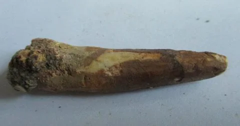 Fossilized Spinosaurus tooth Stock Photos