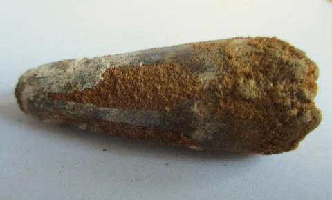 Fossilized Spinosaurus tooth Stock Photos