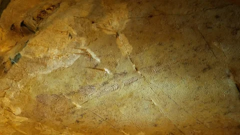 Fossilized Squid on Cave Roof in a Cave Stock Footage 313467802