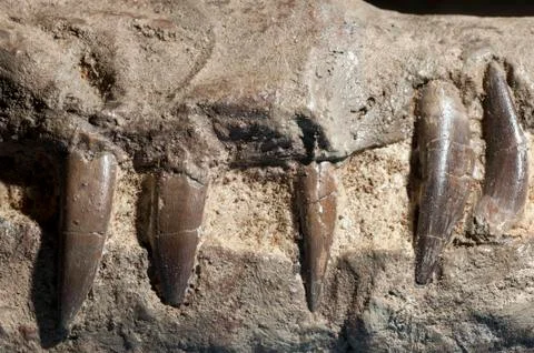 Fossilized teeth of Pliosaurus, Stock Photos