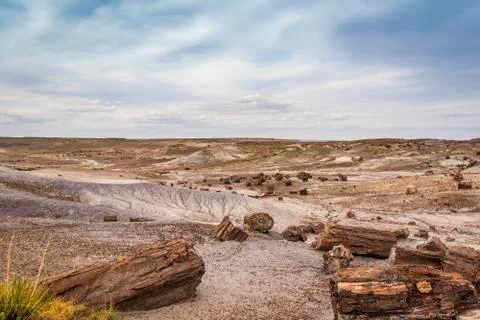 Fossilized tree trunk in Arizona's Petrified Forest National Park Stock Photos