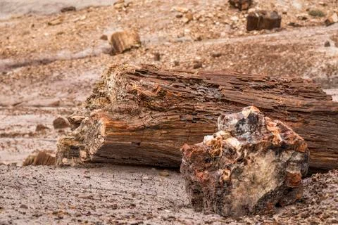 Fossilized tree trunk in Arizona's Petrified Forest National Park Stock Photos