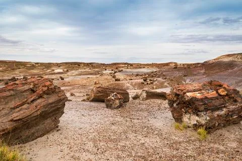 Fossilized tree trunk in Arizona's Petrified Forest National Park Stock Photos