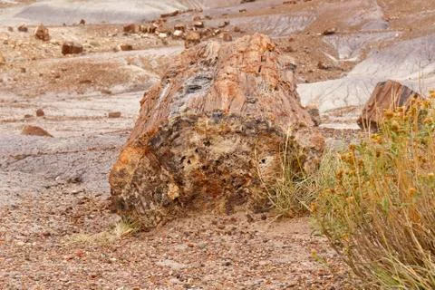Fossilized tree trunk in Arizona's Petrified Forest National Park Stock Photos
