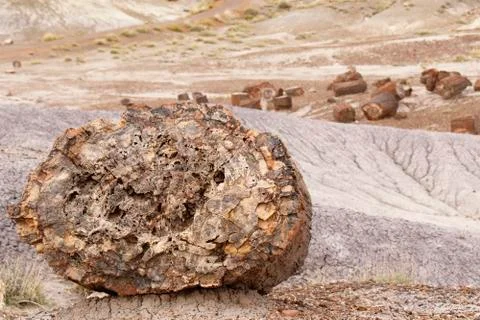Fossilized tree trunk in Arizona's Petrified Forest National Park Stock Photos