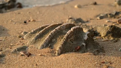 Fossilized tridacna clam shell on a coral-sandy beach in the surf zone Stock Footage 142932363