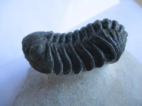 Fossilized trilobite Stock Photos