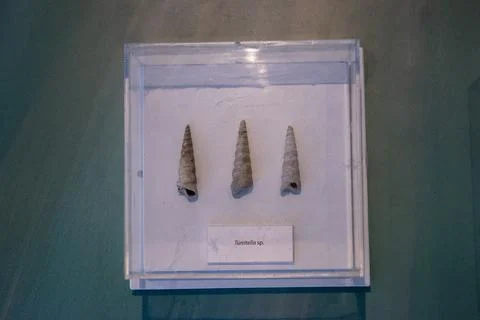 Fossilized Turritella sp. snail shells in a showcase Stock Photos
