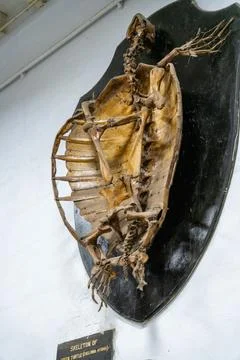 A fossilized turtle shell is on display. in Chennai Stock Photos