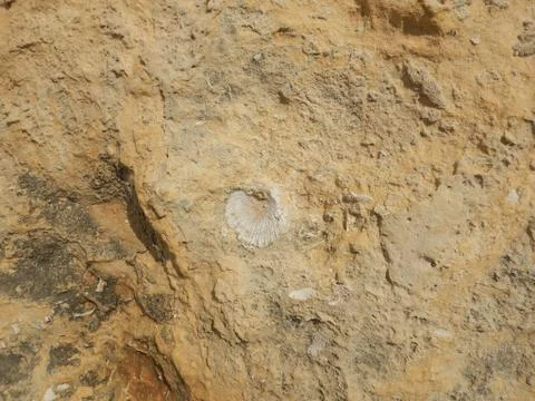 Fossilized white clam embedded in brown stone. Fotos de archivo