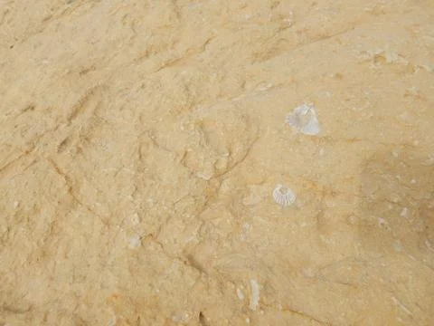 Fossilized white clam embedded in brown stone. Stock-Fotos
