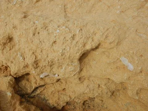 Fossilized white clam embedded in brown stone. 库存照片