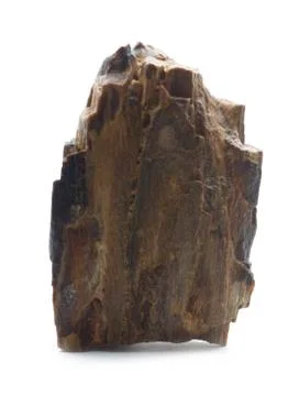 Fossilized wood Stock Photos