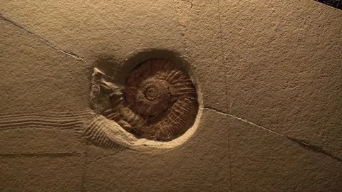 Fossils Ammonite snail stone animals extinct life old science museum Stock Footage 327217291
