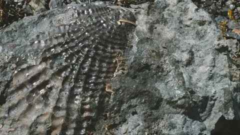 Fossils are Imprints on Rocks Created Over Many Years Stock Footage 318831571