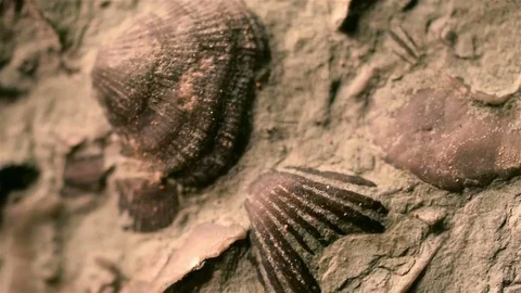 Fossils Close Up Stock Footage
