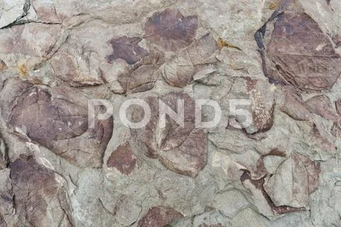 Fossils of deciduous leaves 35 40 million years from the Longyearbreen glacier Stock Photos